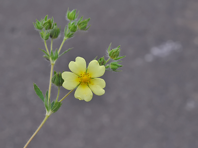 Potentilla recta