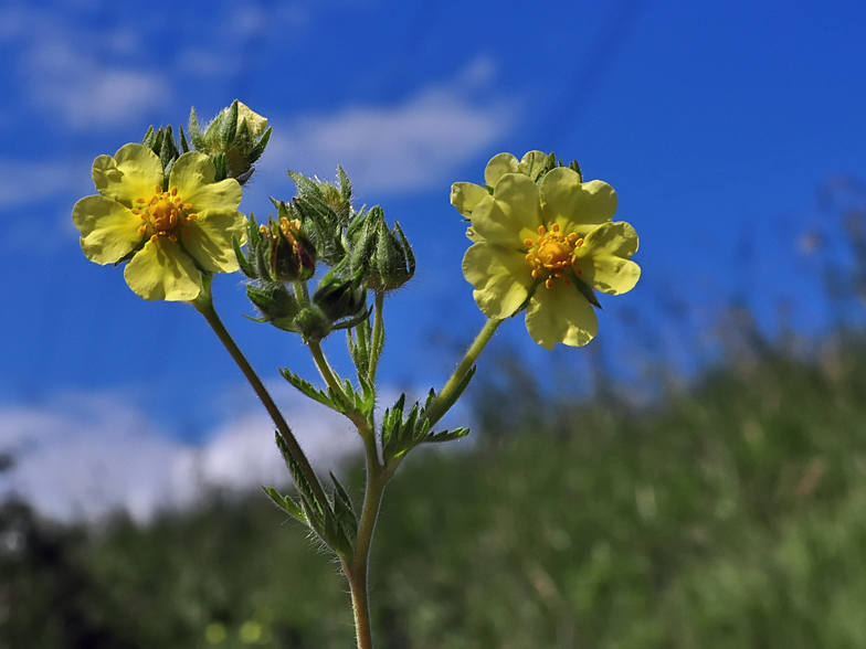 Potentilla recta