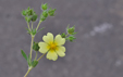 Potentilla recta