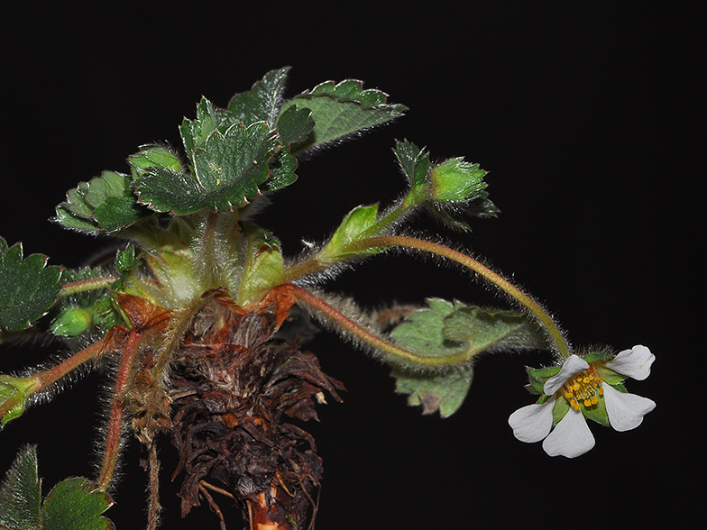 Potentilla sterilis