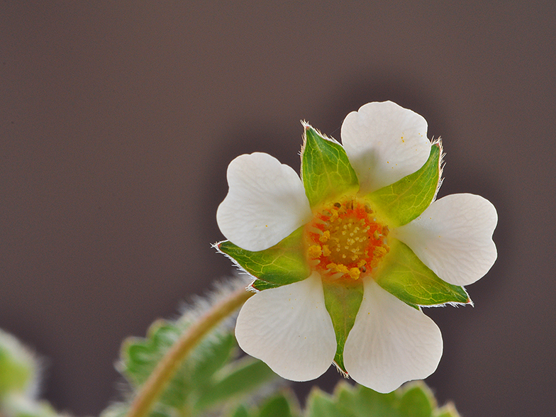 Potentilla sterilis