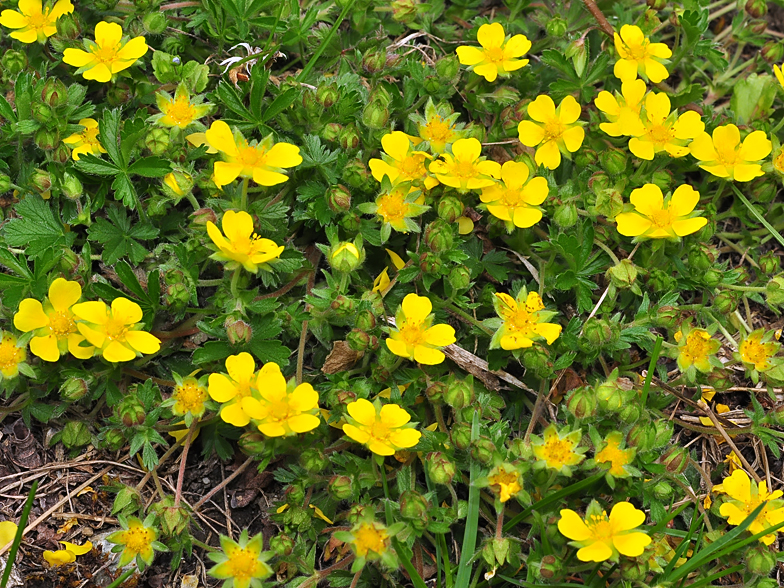 Potentilla verna