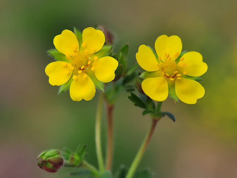 Potentilla verna