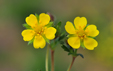 Potentilla verna