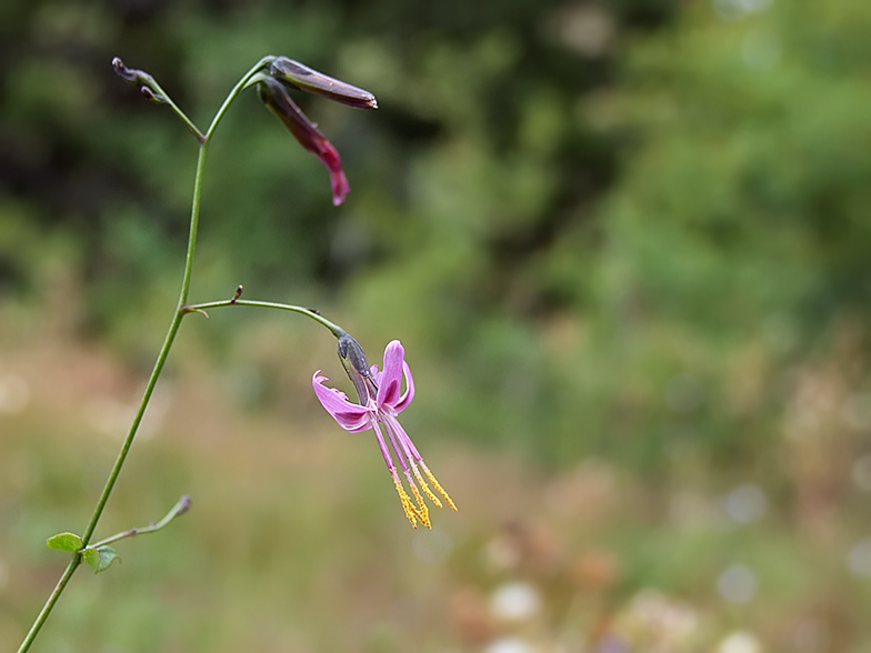 Prenanthes purpurea