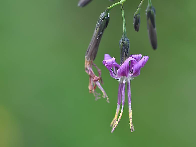 Prenanthes purpurea