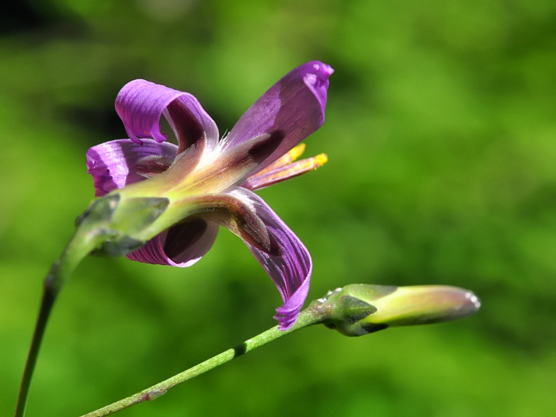 Prenanthes purpurea