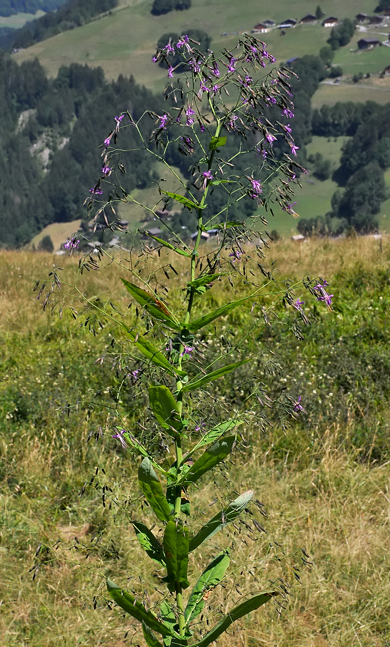 Prenanthes purpurea