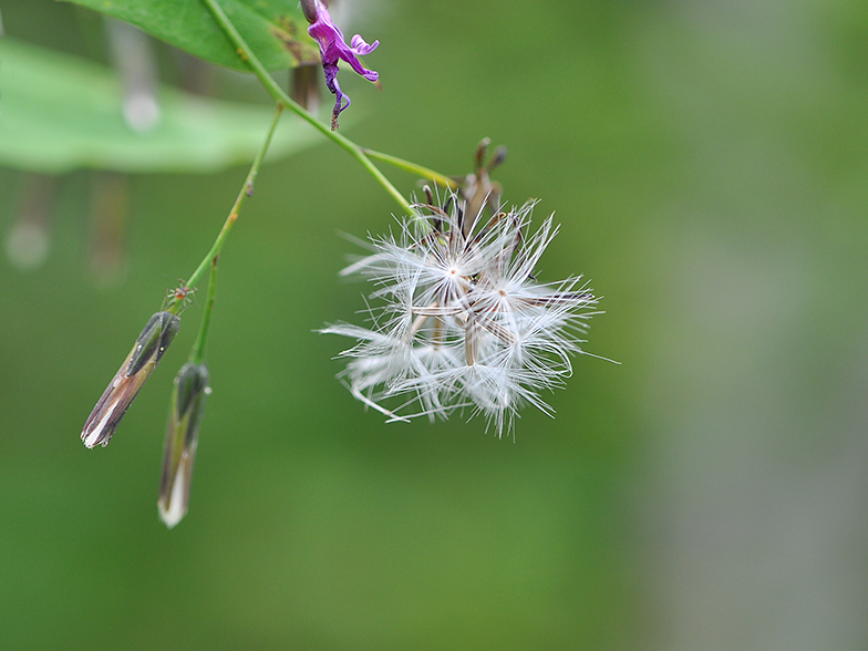 Prenanthes purpurea akenes