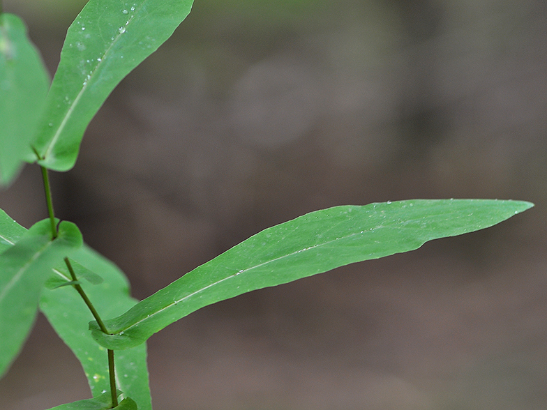 Prenanthes purpurea