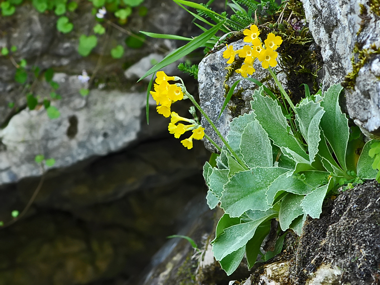 Primula auricula