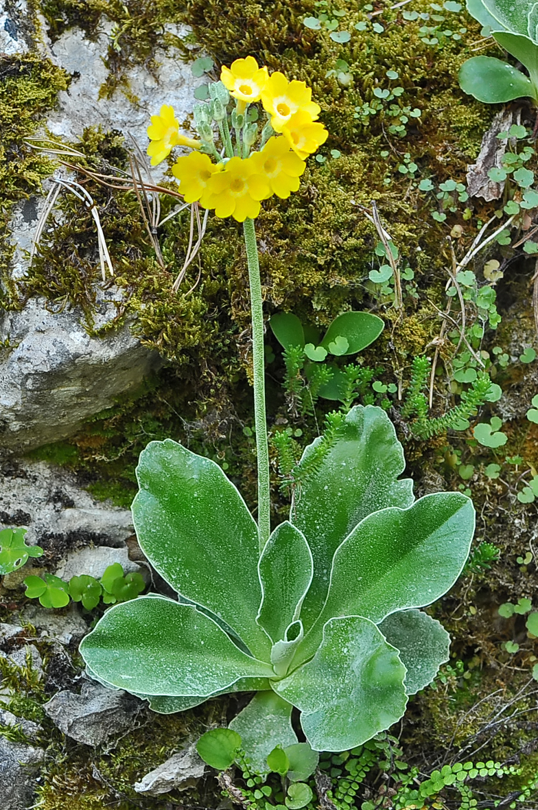 Primula auricula