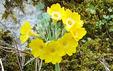 Primula auricula