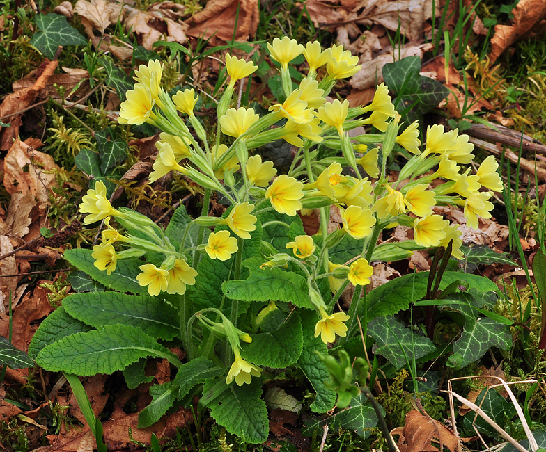 Primula elatior