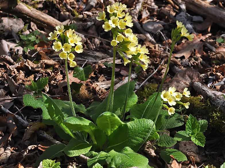 Primula elatior