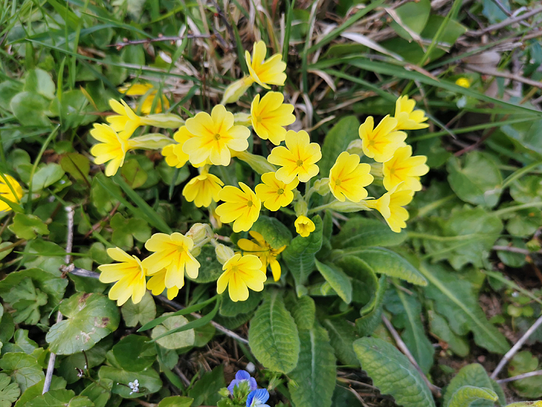 Primula elatior