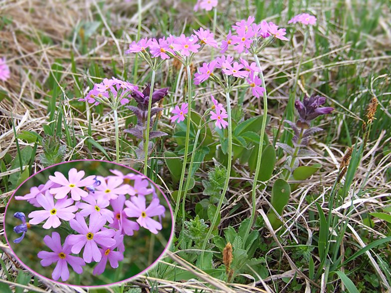 Primula farinosa