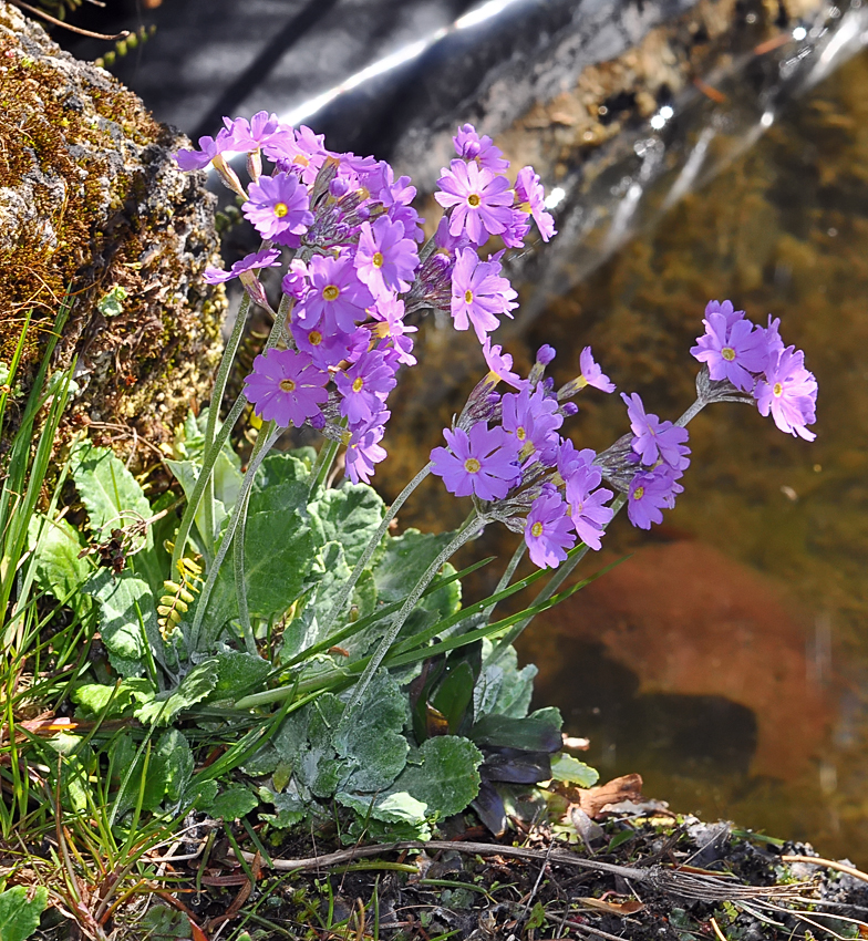 Primula farinosa