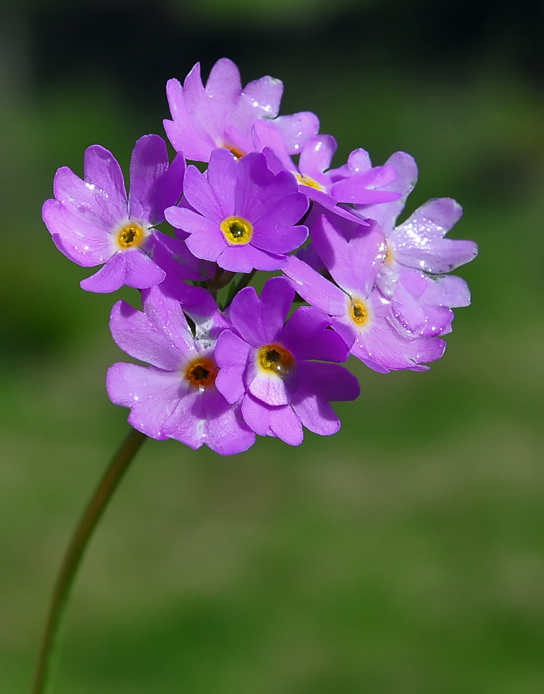 Primula farinosa