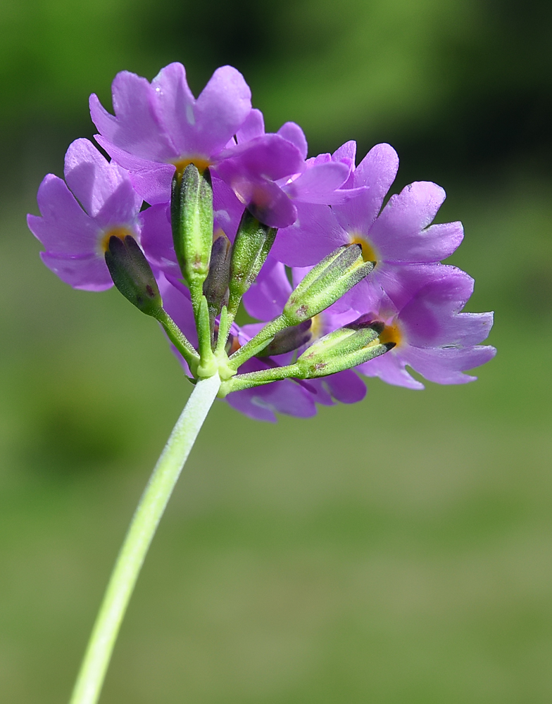 Primula farinosa