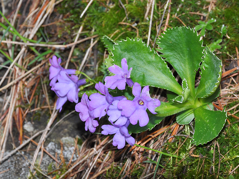 Primula marginata