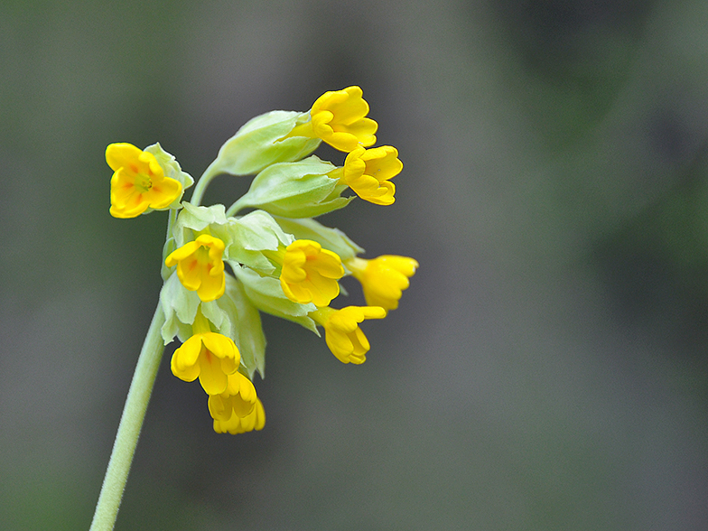 Primula veris