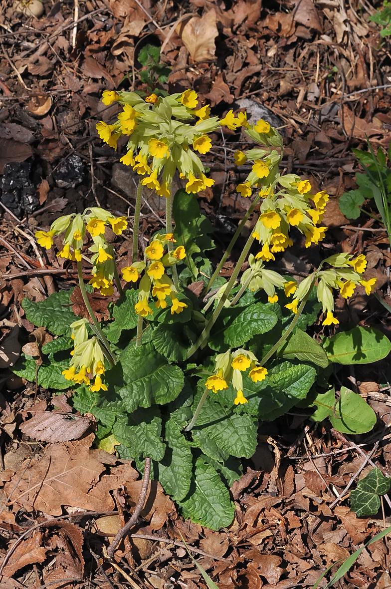 Primula veris