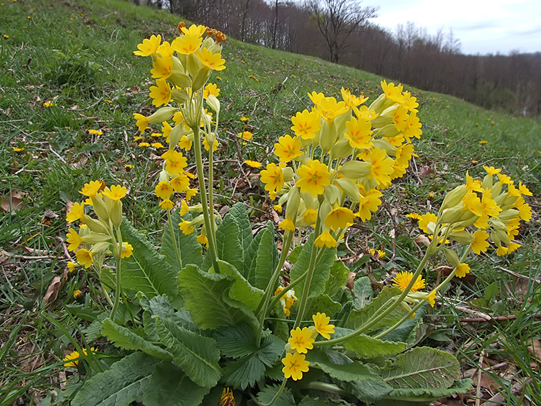 Primula veris