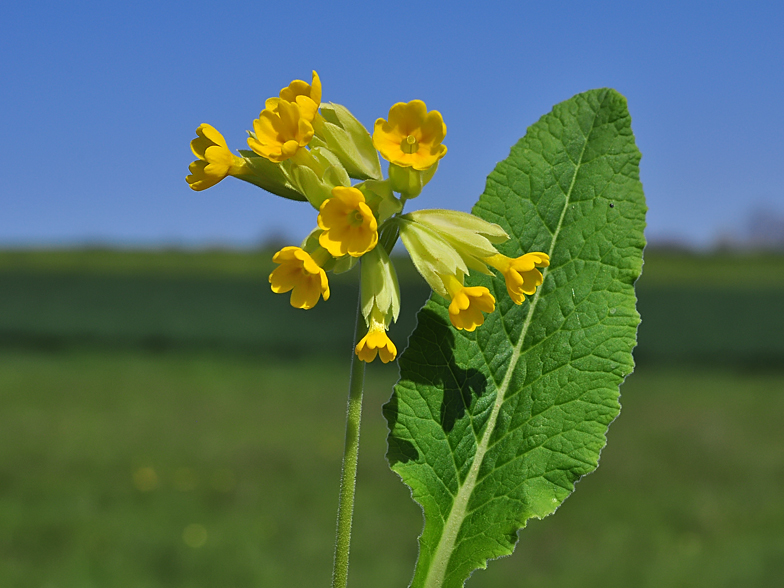 Primula veris