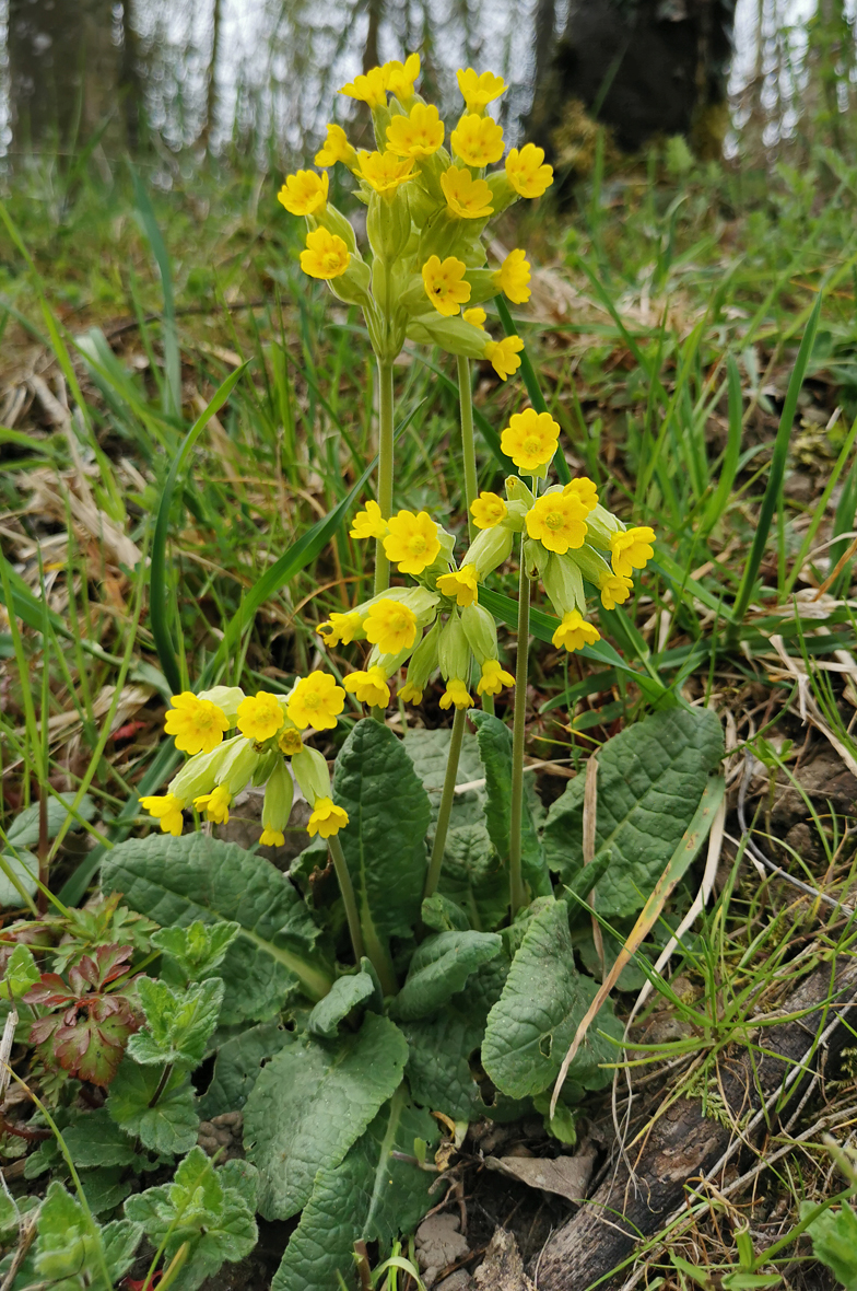 Primula veris