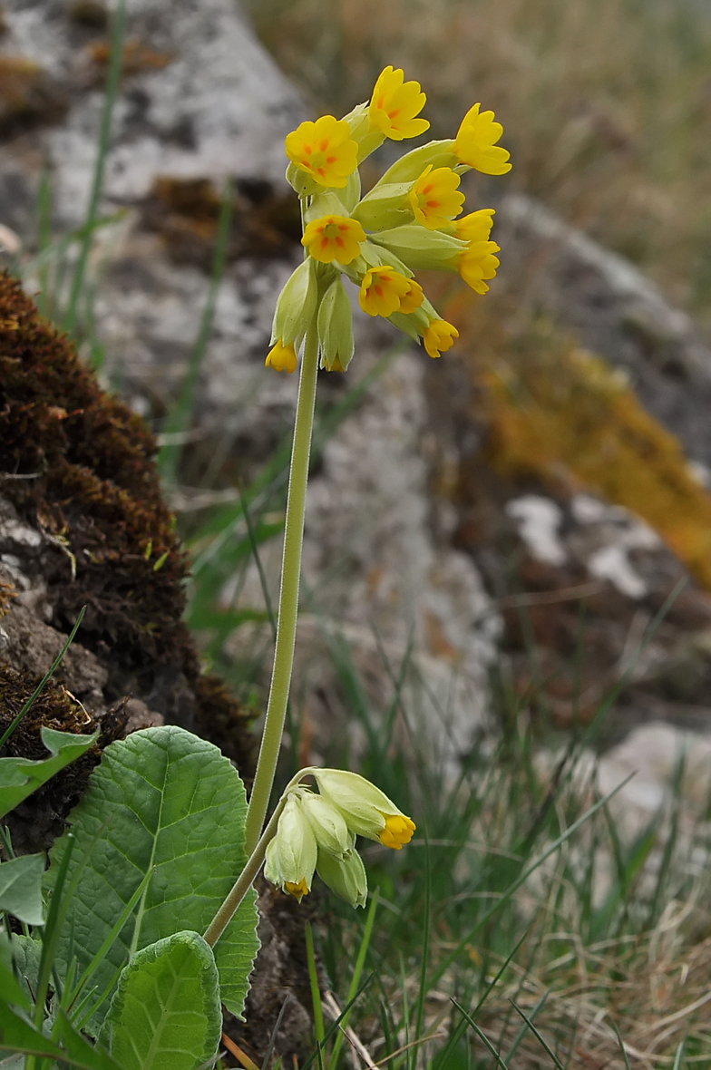 Primula veris