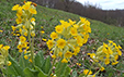 Primula veris