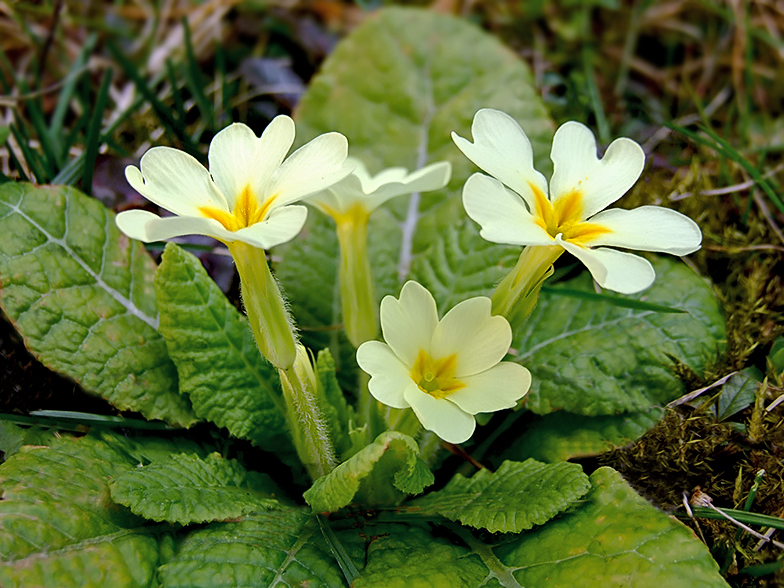 Primula vulgaris