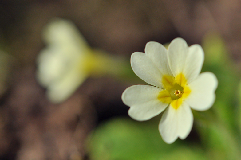 Primula vulgaris