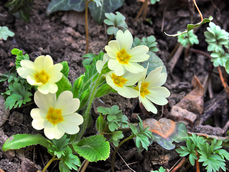 Primula vulgaris