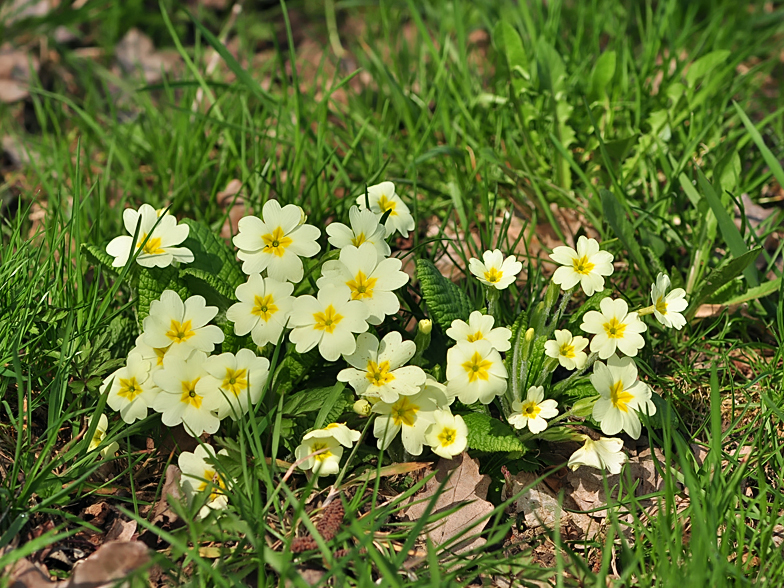 Primula vulgaris