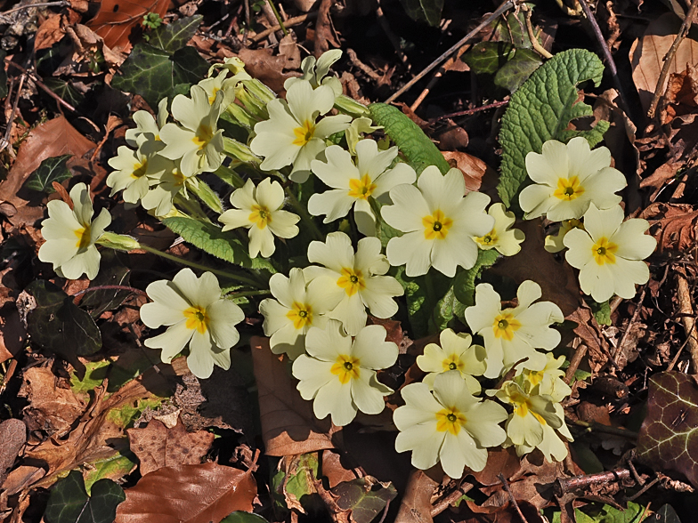 Primula vulgaris