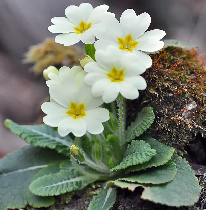 Primula vulgaris