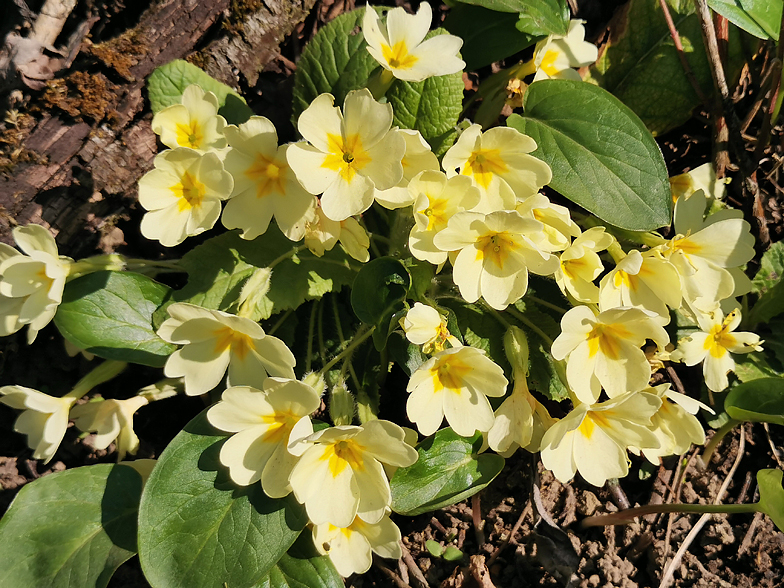 Primula vulgaris