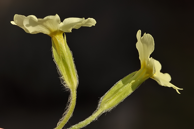 Primula vulgaris