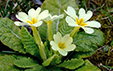 Primula vulgaris