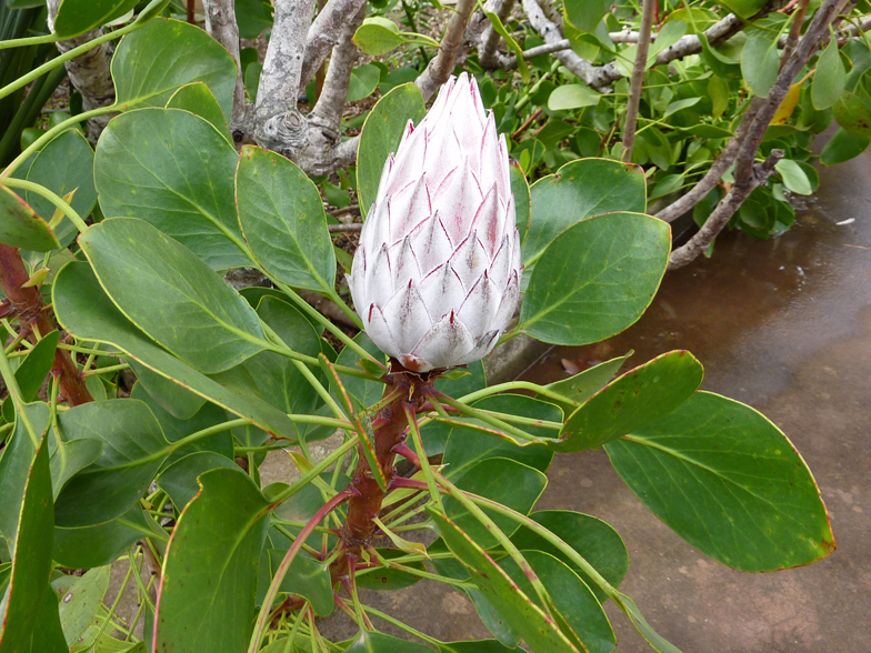 Protea cynaroides