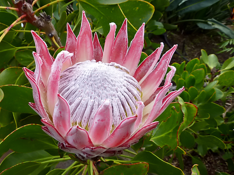 Protea cynaroides