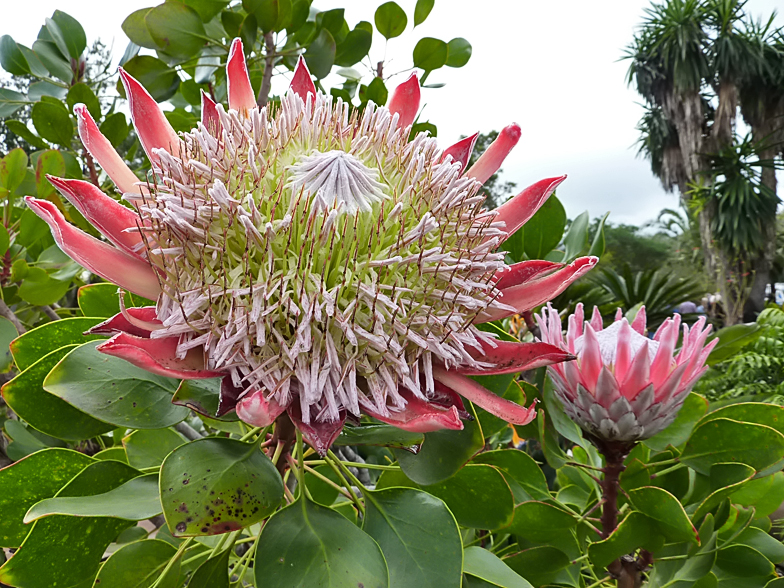 Protea cynaroides