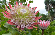 Protea cynaroides