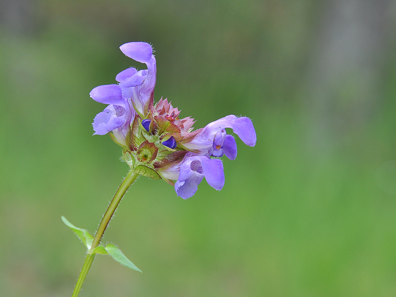 Prunella grandiflora