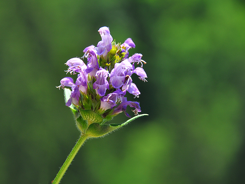 Prunella grandiflora