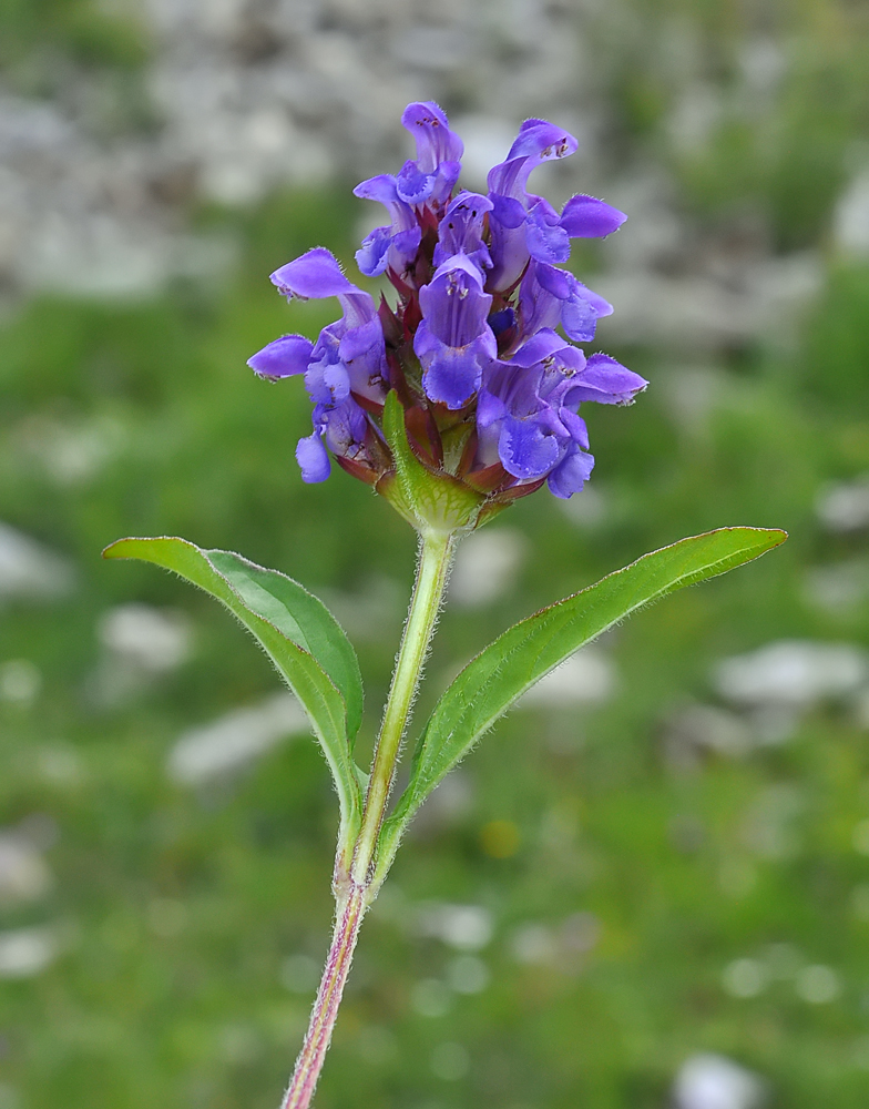 Prunella grandiflora