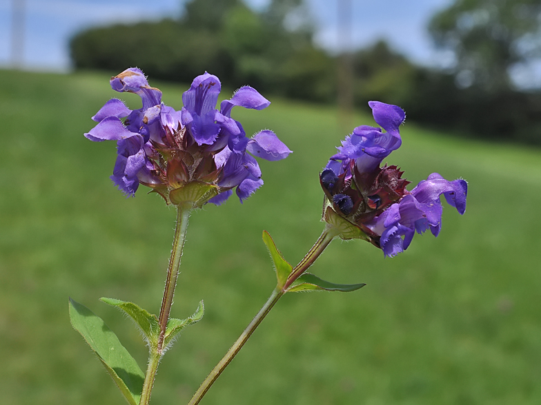 Prunella grandiflora