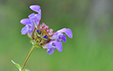 Prunella grandiflora